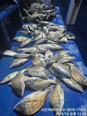 [고성] 많은마맀수감성돔들(34외130여수.흘림) 사진
