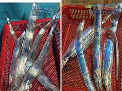 실시간조황정보 - [최남단 나로도 출항]『꽁치썰어제공』대갈치 평균3~4지!!, 다음주 자리여유 [초대형신조선! 최단거리! 김선장 010.4848.0776] - 고흥 삼산낚시 사진