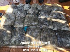 출조안내 - 영구낚시... 9월 16일(수) 고흥 갈치 ... 9월 19일(토) 여수 갈치 ... 9월 18일(금) 홍원항 쭈꾸미 ... 9월 22일(화) 홍원항 쭈꾸미 사진