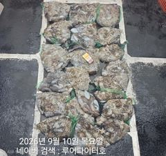 9/10 목 [5물] 쭈꾸미/갑오징어 조항 입니다. 사진