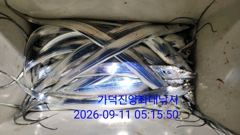 [부산] 가덕천성진양 칼치(2지에서3지사이)좌대조황 260910 사진
