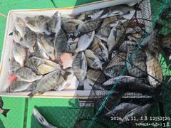 찌낚시조황 - (감성돔)찌맛 쏙쏙 연일 중치급들 당찬 손맛 대어선외기(11일 예약) 사진