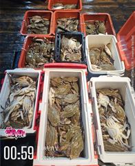 (西)서해조황 - 9월 10일 군산 뉴세븐호 야간 꽃게 조황 사진