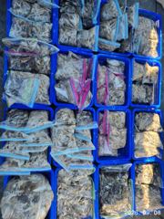 출조안내 - 드디어 기다리고 기다리던 출조... 오늘부터 먼바다 출조합니다. 자리여유 많이 있습니다. 3시30분 출항.. 사진
