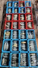10일 오후6시 출항 무늬 6분 3자리수 조황입니다. 사진