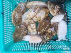 갑오징어 실시간 오늘4분모시고 여유있게 즐기고 왔습니다 씨알좋은 녿믈이 쭉쭉 땡깁니다 내일 6자리여유 있습니다 사진