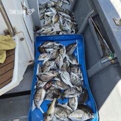 [마산] 해상월1ᆢ가을감성돔 퍽퍽퍽 조황임니다 !! 사진