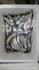 [목포] 목화피싱 9/10일 야간갈치낚시 사이즈좋고 마릿수도 좋넹요.(추… 사진