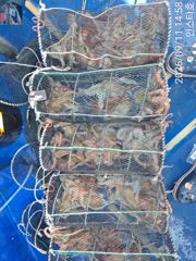 [통영] 돌문어 조황 굿~굿 좋네요.~^^ 사진