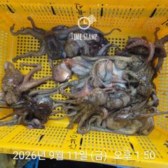 문어 장원 18마리! 사진