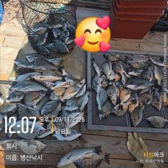 병산 9/11 감성돔36외 마리수 농어마리수 선상배 &선외기 흘림조황~~ 사진