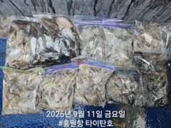 오늘의조황 - [홍원항타이탄호] 9월11일(금) 사릿물때 우려와 달리 갑쭈 잘잡고 왔습니다. - 홍원항 블랙펄호,배낚시,바다낚시,광어 다운샷, 참돔 타이라바, 백조기, 주꾸미, 갑오징어, 우럭 사진