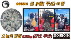 9/11 금 [7물] 쭈꾸미/갑오징어 조항 입니다. 사진