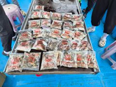 [전투피싱 다잡어호] 7물 종일배 조황｜아침 느나타임에 씨알 좋은 갑오징어까지! 사진