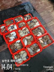 내일 토요일 갑오징어 자리있습니다 사진