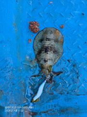(감성돔) 4시간 낚시/ 24수!, + 무늬 2수 9월 11일 조황 사진