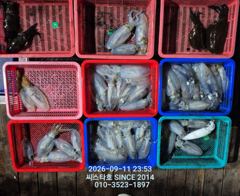 [경주] (씨스타호) 11일 무늬 상황입니다~~ 사진