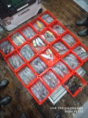 [부산] 부산권 무늬팁런조황입니다. 사진