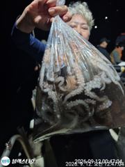 원도권 야문 대박조황~ 오늘 5자리여유 사진