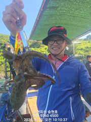 [통영] 통영 송현호))돌문어 실시간 느나 느나 마리수~ 사진