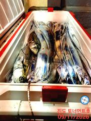 [해남,진도] 진도토너먼트호] 씨알좋은 왕갈치 씨알,마릿수 골고루 9월12일입… 사진