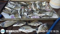 통영현대레저)감성돔 갑오징어 판떼기만쿨조황 사진