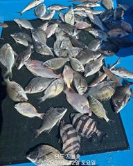 (지월호) 완도 감성돔 조황입니다 사진