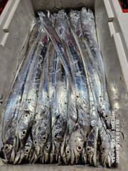 09.12 [경주] 엔돌핀이 뿡뿡 치솟는 대삼치선상낚시..(13일 오후2시 출조모집) 사진
