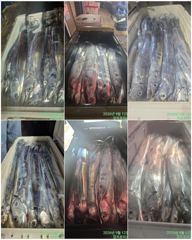 출조안내 - 여수 용주피싱 9월 쭈.갑오징어 출조 모집 합니다 사진