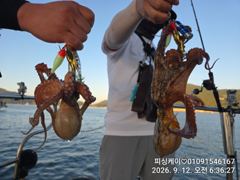 가을 돌문어! 실시간! 장원 10수부터...낼 자리 있습니다 사진