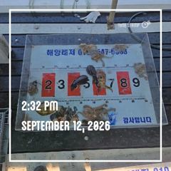 해양레저 무늬오징어 돌문어 조황 사진