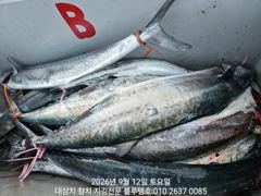12/토, 오후타임ㅡ오후도 많은 대삼치들의 격돌! 사진