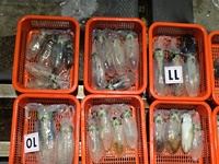 (南)남해조황 - 11일 무늬오징어] 마릿수 행진은 이어지고 130수 (월 화 수 목 예약가능() 사진