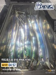 갈치한치조황++ - 오늘 출항확정 입니다 자리널널 해요 사진