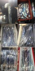 [부산] [삼호낚시] 9월 "갈치" 첫 조황이며, 출조합니다(14일). 사진