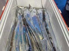통영영운호14석) 먼바다 왕갈치 전원 골고류 잡았습니다 (15일 예약가능합니다) 사진