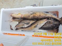 [동해,삼척] 묵호항 대구조황입니다 사진