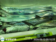 [통영] [부성피싱호]먼바다 은빛갈치 조황사진입니다 기상좋은 화욜자리여유… 사진