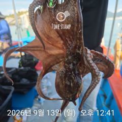 [사천] 문어 장원 23마리 씨알이! 사진