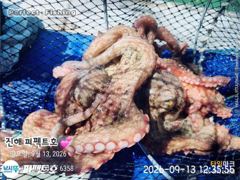 (南)남해조황 - 포이트마다 쭉~욱 쫀득한 손맛 사진