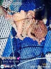 포이트마다 쭉~욱 쫀득한 손맛 사진
