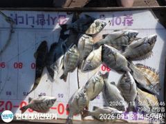 통영현대레저)어시장속 주말조황입니다 사진