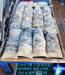 ★★ 9/12 [군산 대일피싱] 뉴 블루스타호 쭈꾸미 대박 조황~!!! 다음주 수요일만 7자리있습니다. 사진