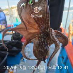 문어 장원 23마리 씨알이! 사진