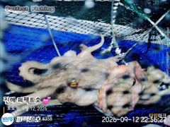 [진해] 싸이즈 굳 돌문어 쭉~욱 사진