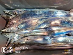 실시간 조황 - 9/13 미터오버 가을 대삼치 조황! (월/화/수-모집중!) 사진
