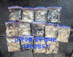 9월 13일 쭈꾸미 조황 사진