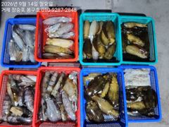 9월 13일 무늬오징어 입항조황입니다~ 사진