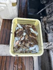 9월13일조황입니다. 사진