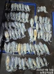[통영] 무늬들 손맛!!! 오늘 오후6시 출동합니다!!! 사진
